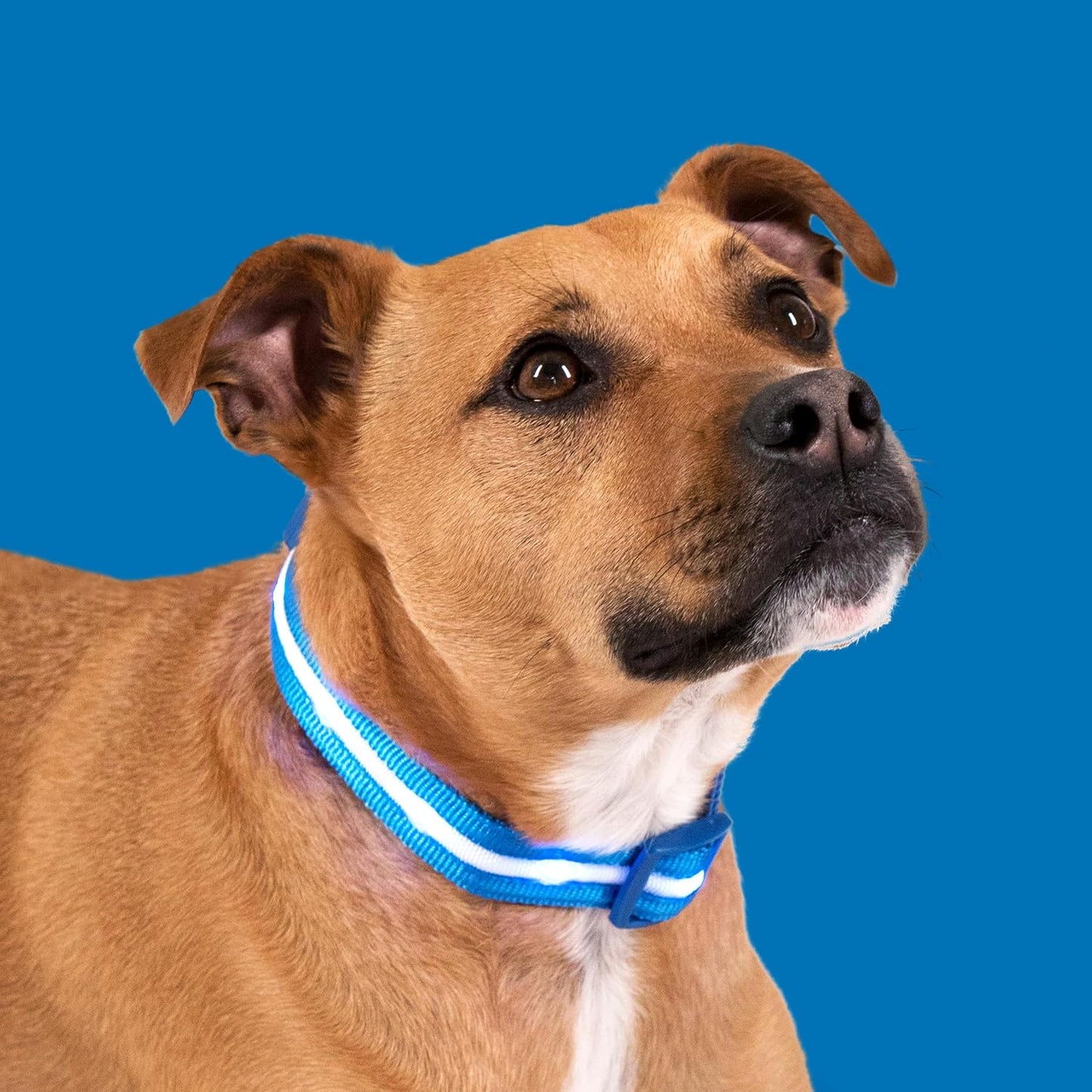 LED Dog Collar - Original USB Rechargeable and Waterproof Design - 1,000 Feet Visibility - Suitable for Small, Medium, and Large Dogs - Trusted US Brand